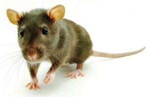 deratyzacja zwalczanie myszy i szczurów